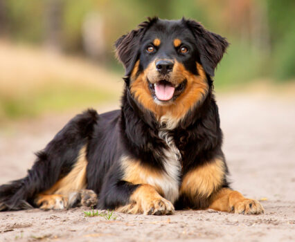 Honden
