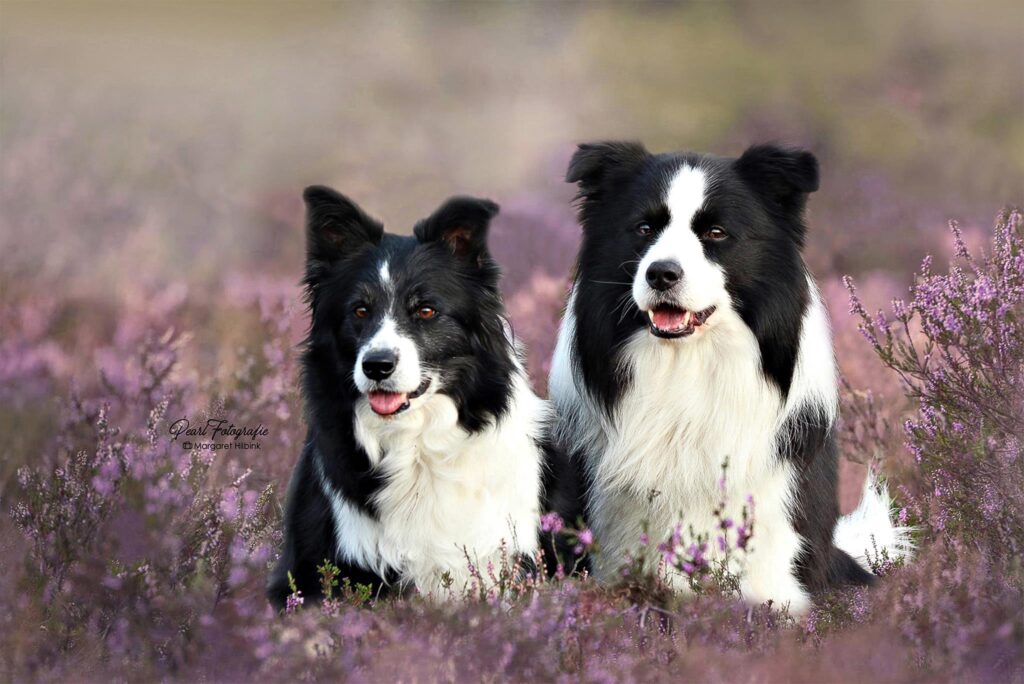 Twee vrolijke viervoeters op de heide bij Bruinehaar